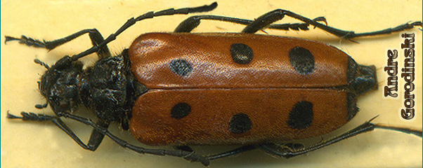 http://www.gorodinski.ru/cerambyx/Acanthoptura truncatipennis.jpg